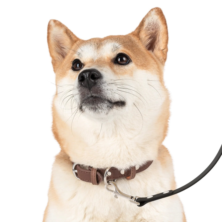 Dog wearing Personalized pet leash with custom text and playful pattern; available in 10 colorful designs for dogs or cats-ARTFULANE